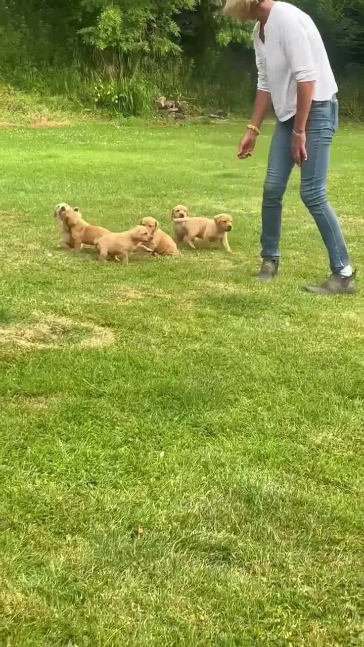 Labrador Retriever dogs for sale: Stunning Litter of KC Reg Labrador Puppies - Video 2