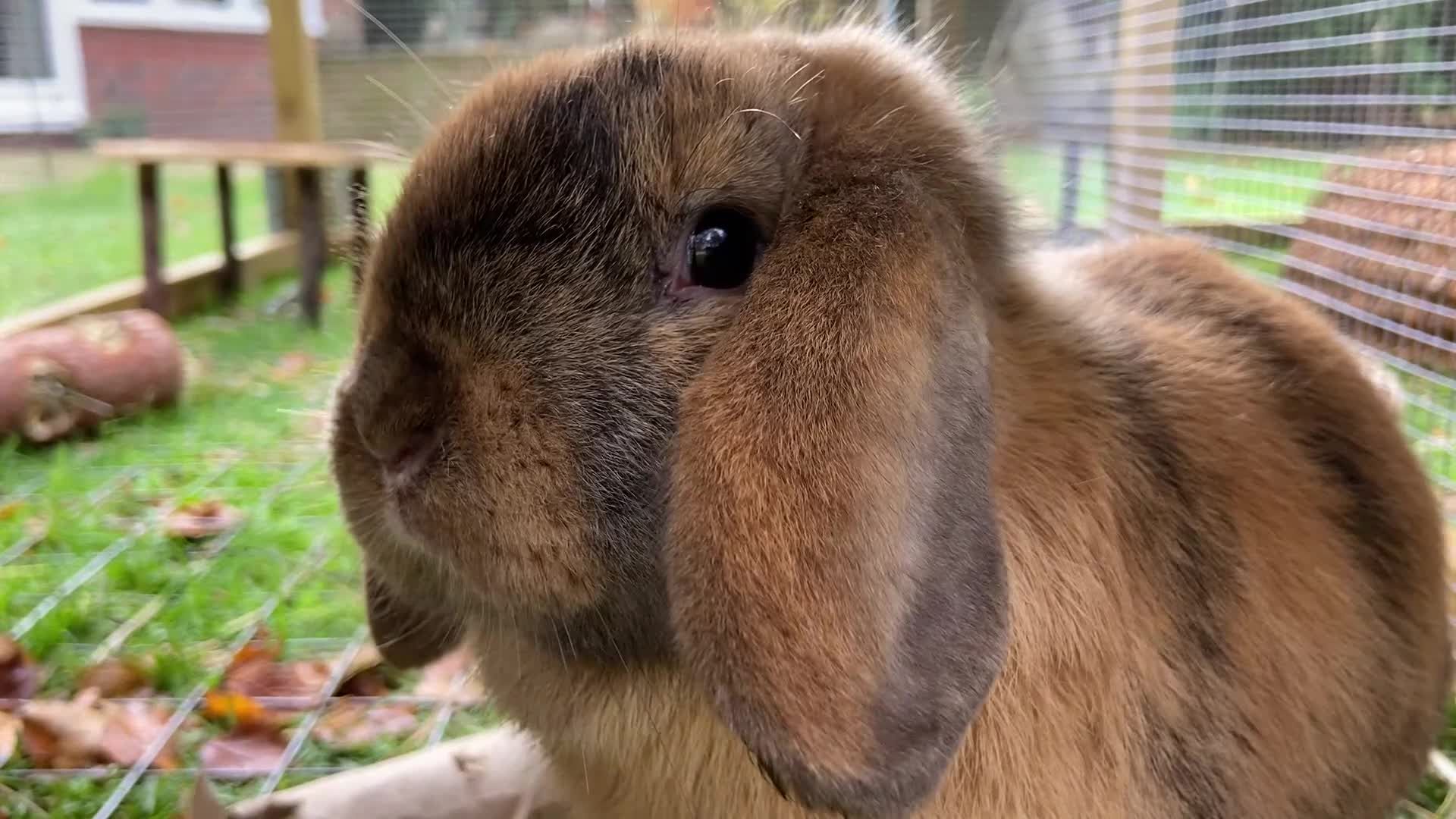 Mini Lop rabbits for sale: Mini Lop Rabbits for sale  - Video 1