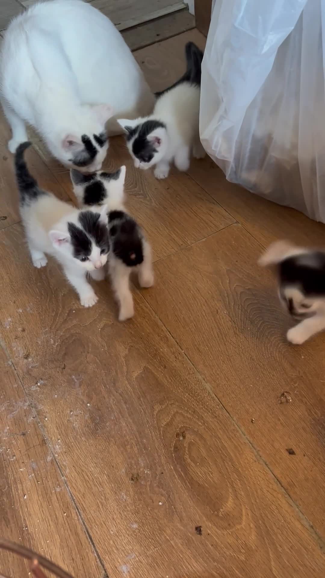 Mixed Breed cats for sale: Three lovely short haired kittens - Video 3