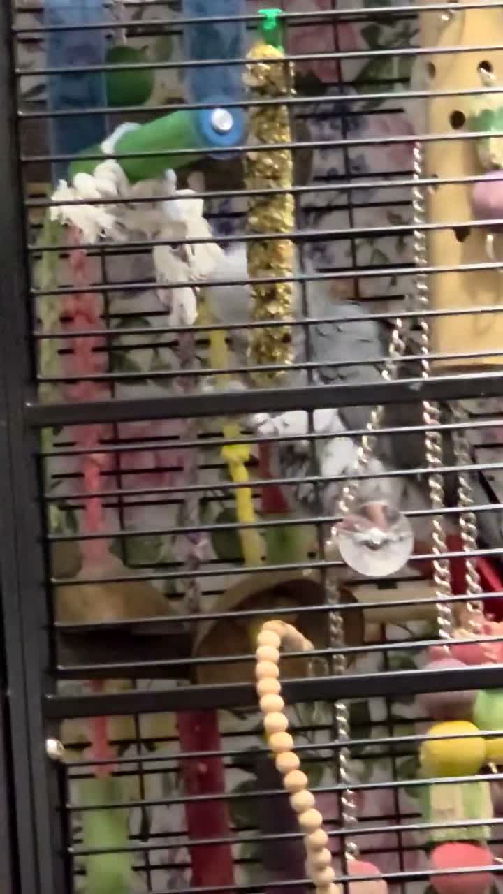 Parrots birds for sale: African grey chatter  - Video 1
