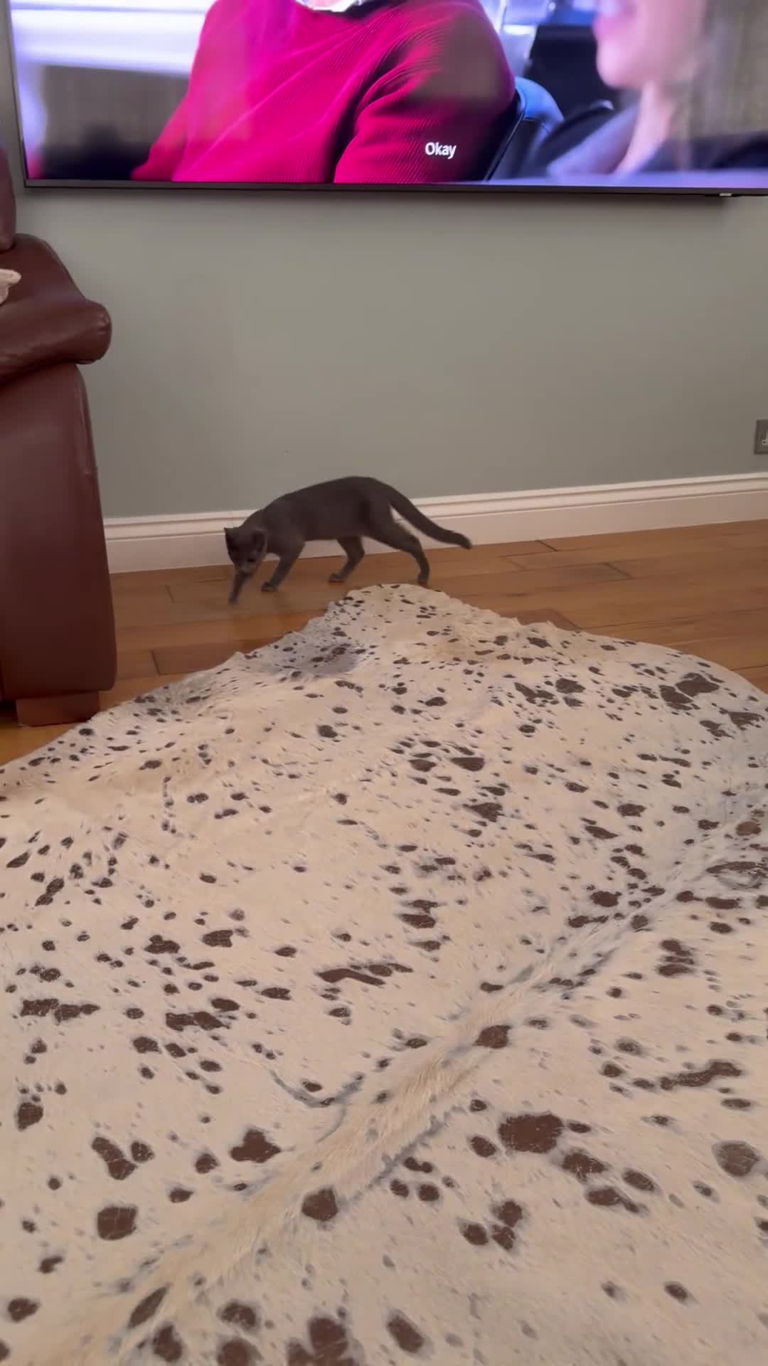 Russian Blue cats for sale: 🐾 Loving Home Needed for a Special Russian Blue🐾 - Video 1