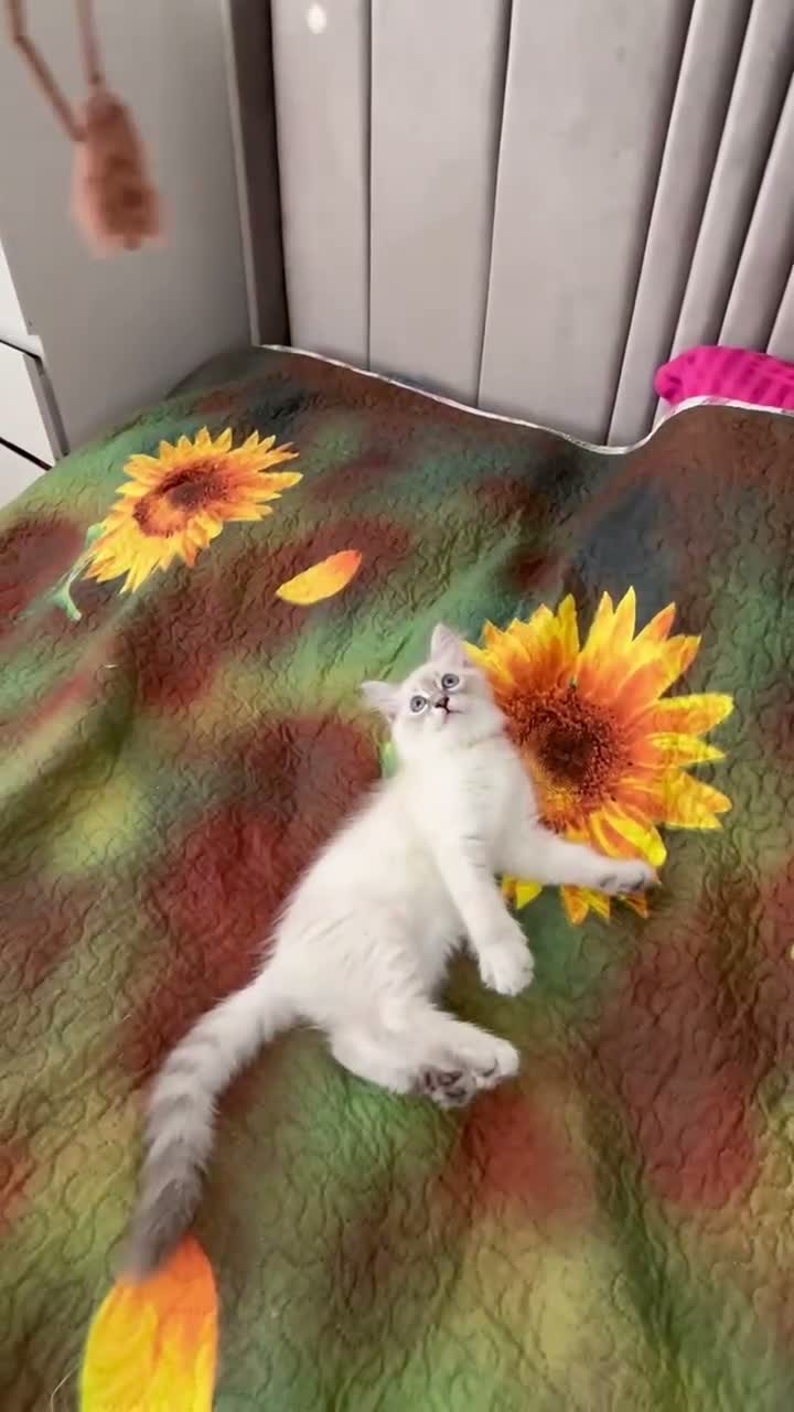 Siberian cats for sale: ❤️6 Beautiful Neva Masquerade x Ragdoll Kittens ❤️ - Video 2