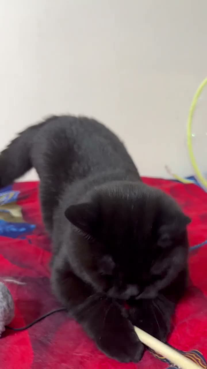 British Shorthair cats for sale: 2 Male Kind Friendly Healthy Vaccinated Microchip - Video 1