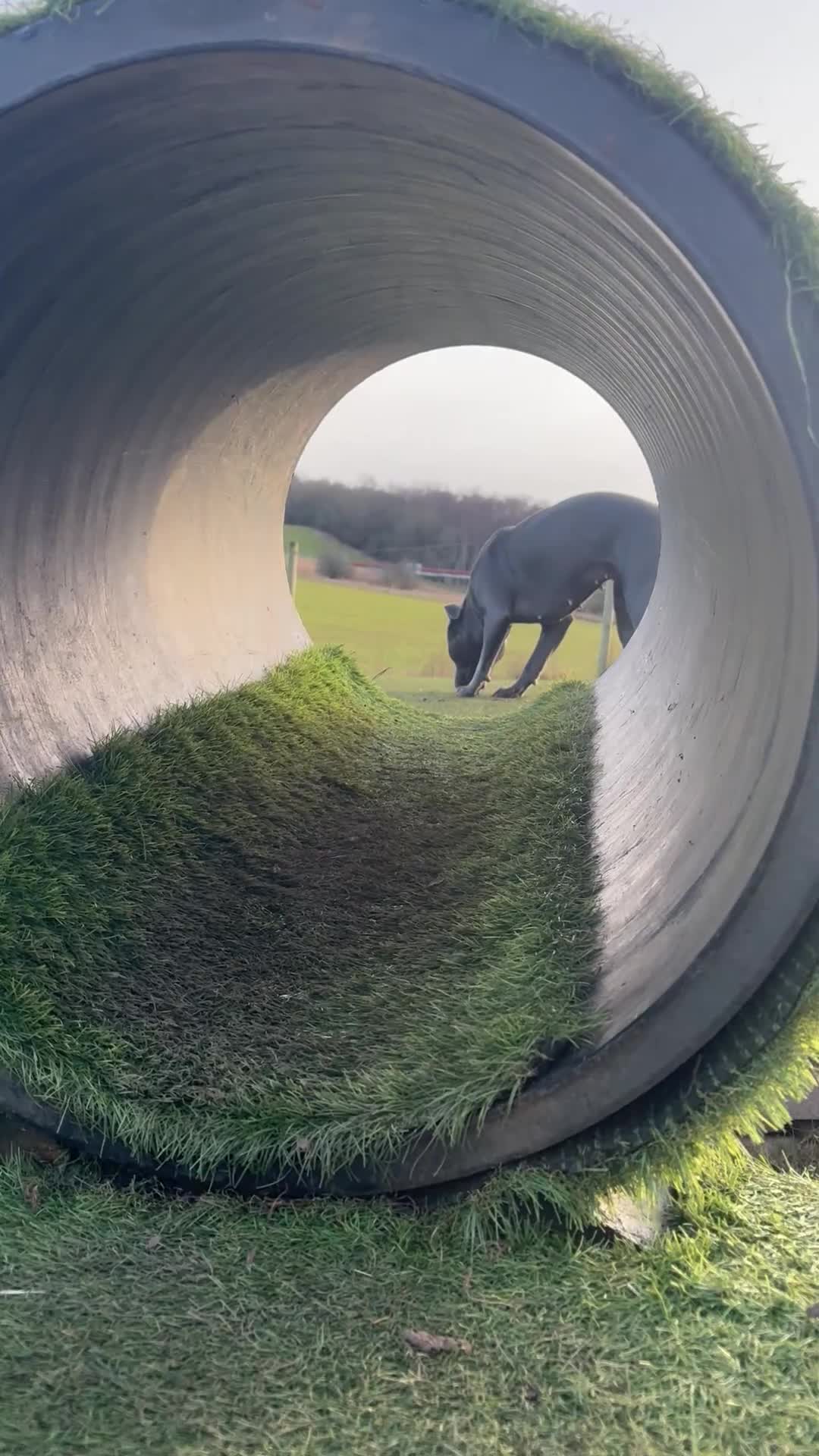 Staffordshire Bull Terrier dogs for stud: Looking for a stud. - Video 1