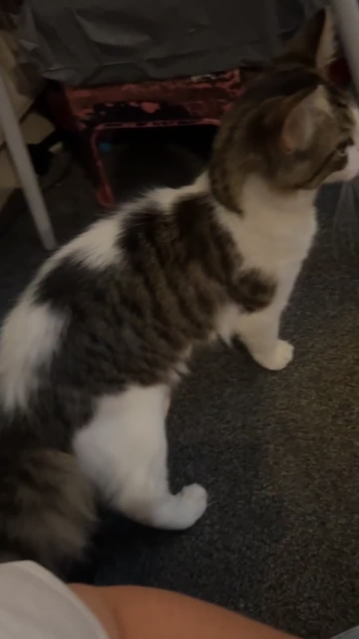 British Longhair cats for sale: Male 9 month old cat  - Video 2