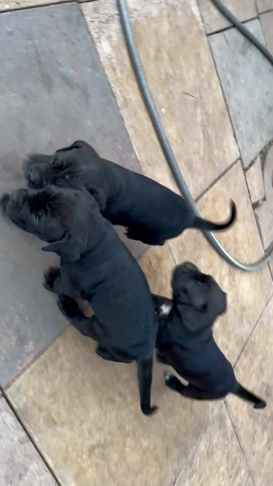 Cane Corso dogs for sale: Cane corso puppies  in Bilston - Video 1