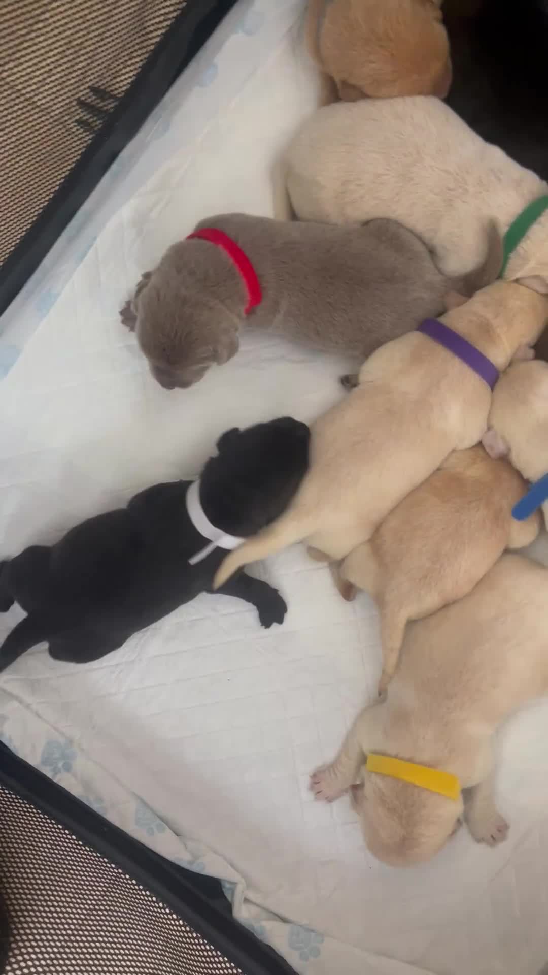 Labrador Retriever dogs for sale: Kc reg Labrador puppy’s for sale Solihull  - Video 1