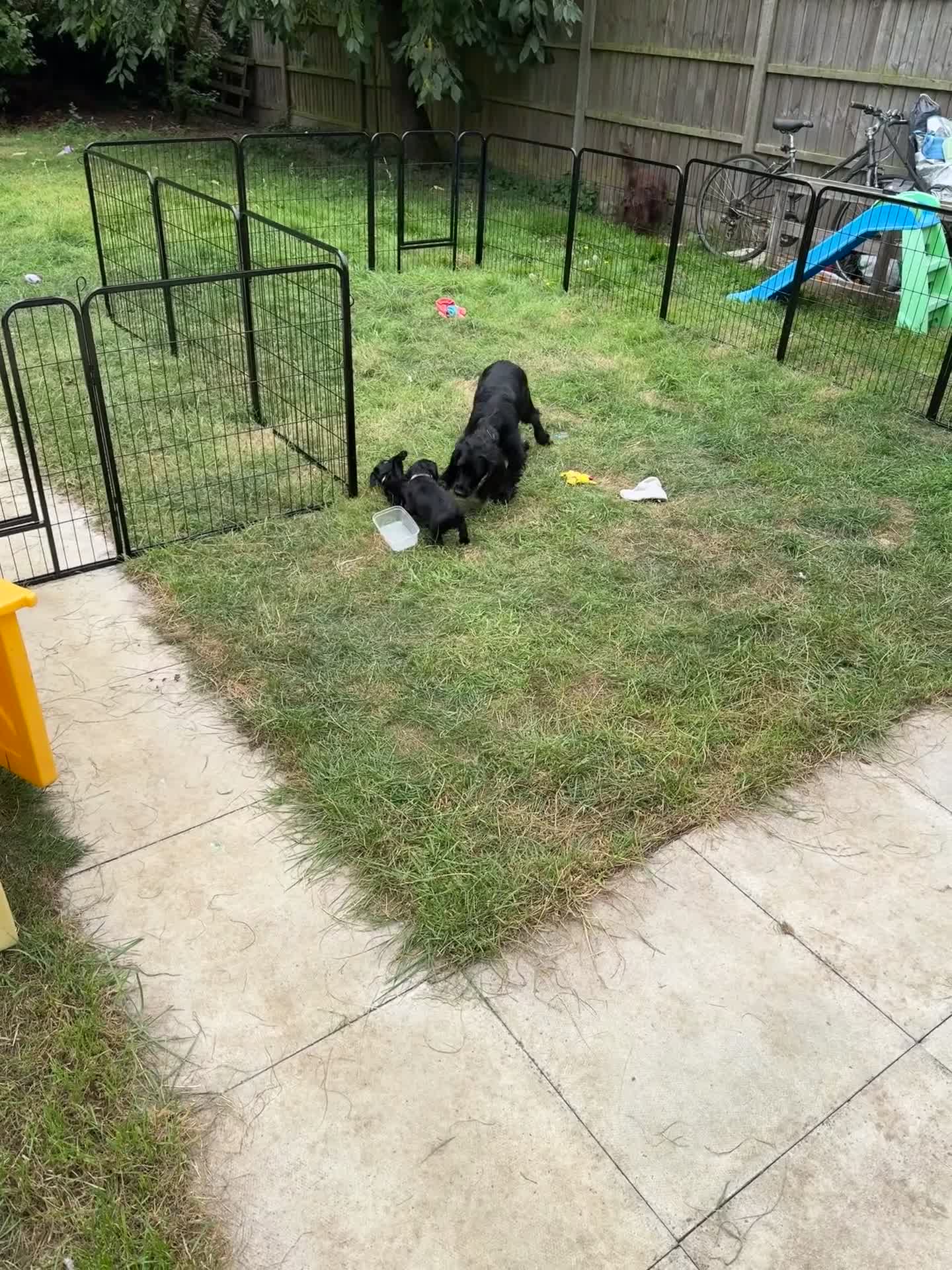 Cocker Spaniel dogs for sale: Cocker Spaniels For Sale - Video 1
