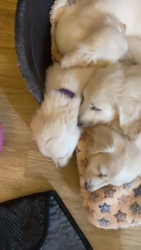Miniature Dachshund dogs for stud: Cream Long-haired miniature Dachshund kc reg in Blackburn - Video 2