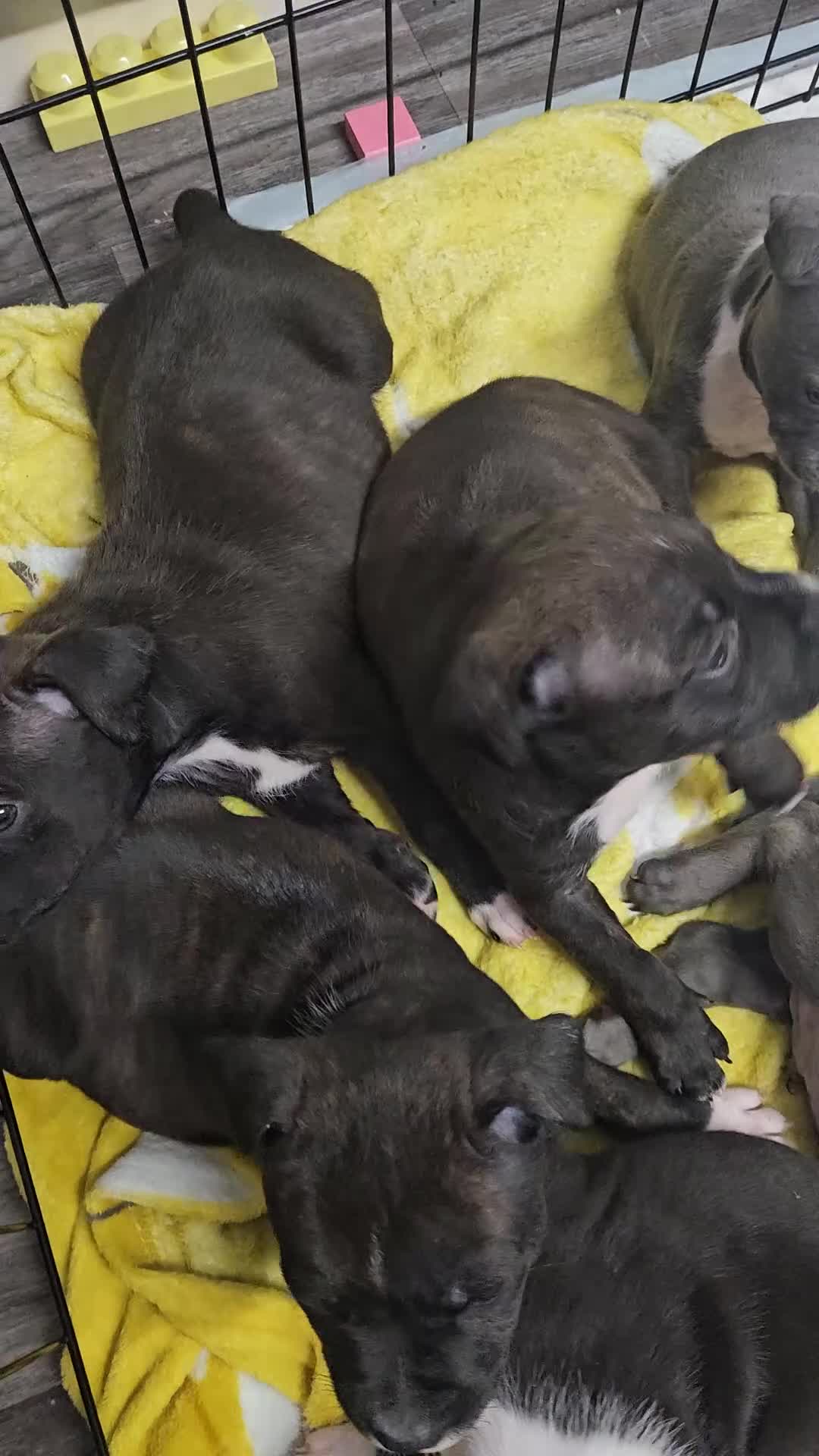 Mixed Breed dogs for sale: Mix Staffy puppies  - Video 1