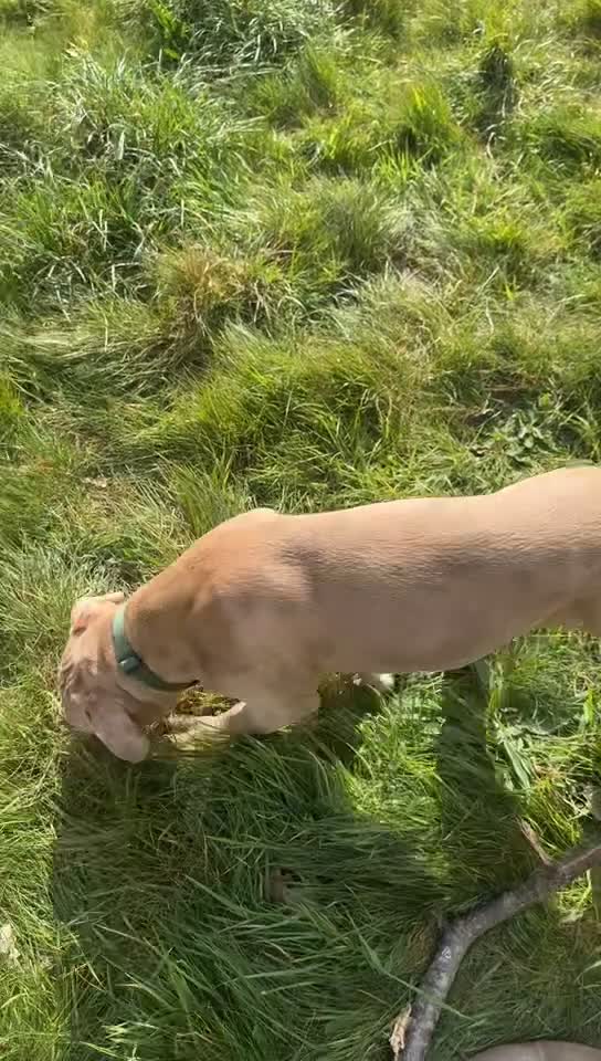 Mixed Breed dogs for sale: Gorgeous 4 month old Amstaff Pup - Video 2