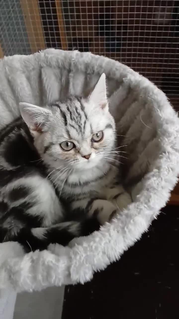 British Shorthair cats for sale: Bsh.Silver Classic Tabby girl. GCCF. - Video 1