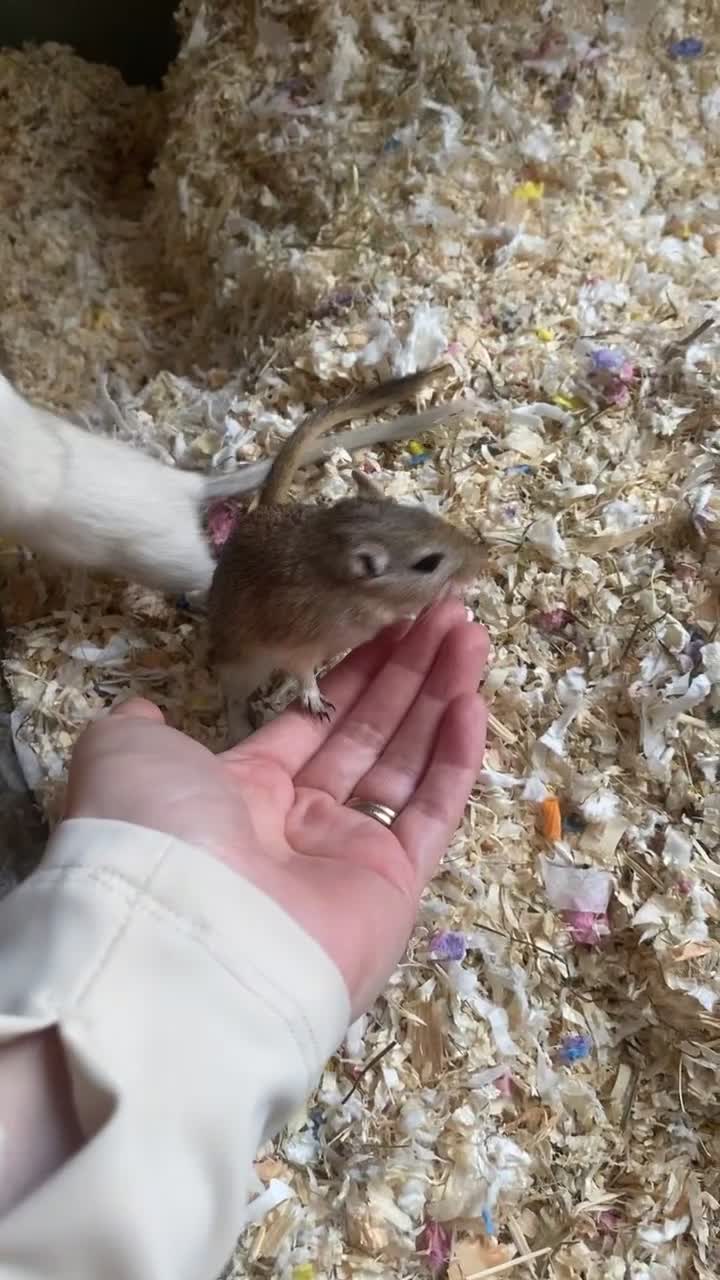 Gerbil rodents for sale: Friendly playful Gerbil Brothers  - Video 2