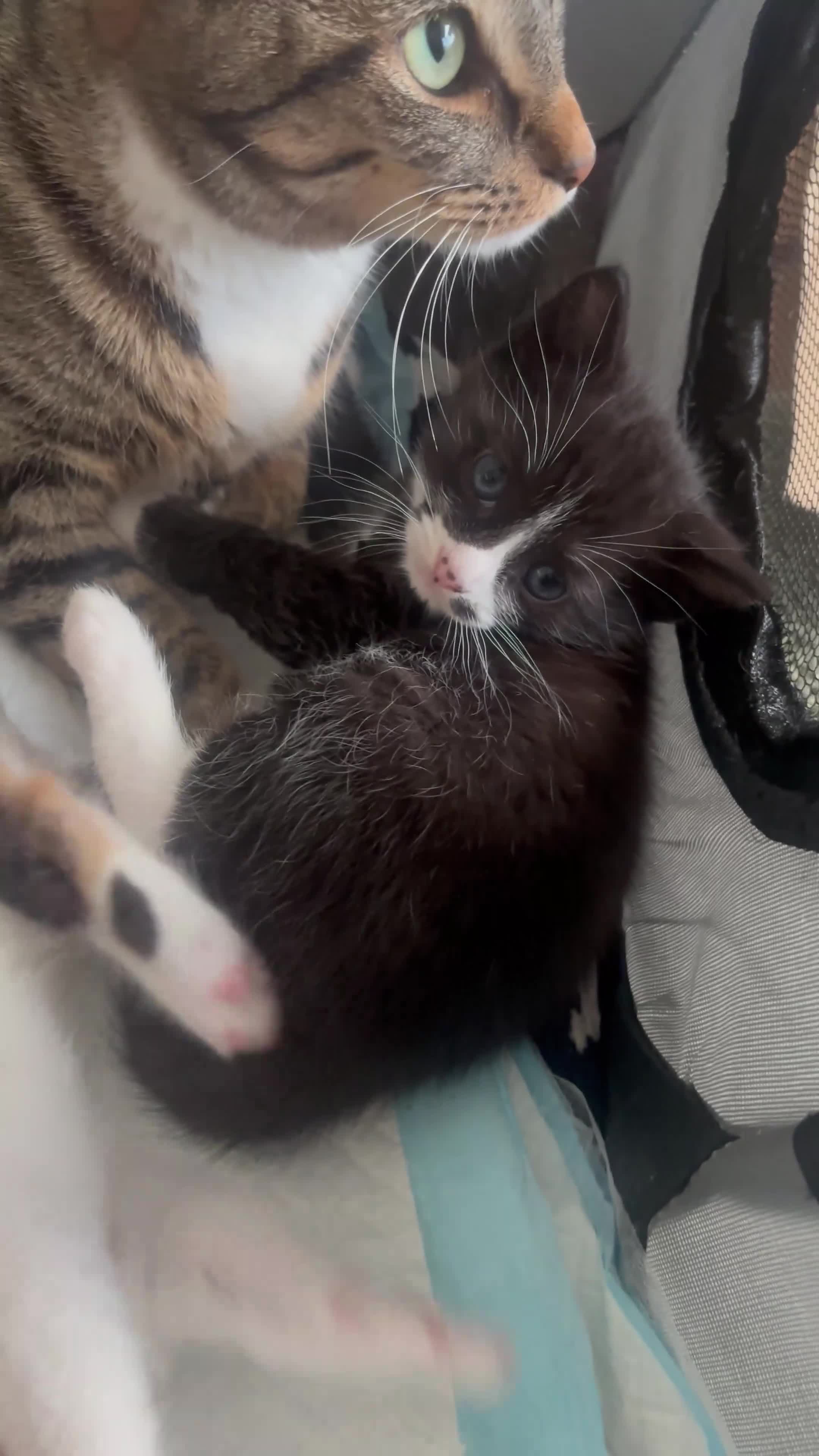 Mixed Breed cats for sale: Tuxedo with beauty spot 😍🐱 - Video 1