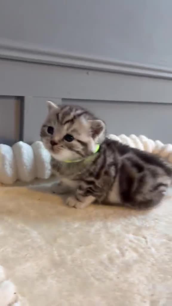 British Shorthair cats for sale: Beautiful bsh kittens  - Video 4