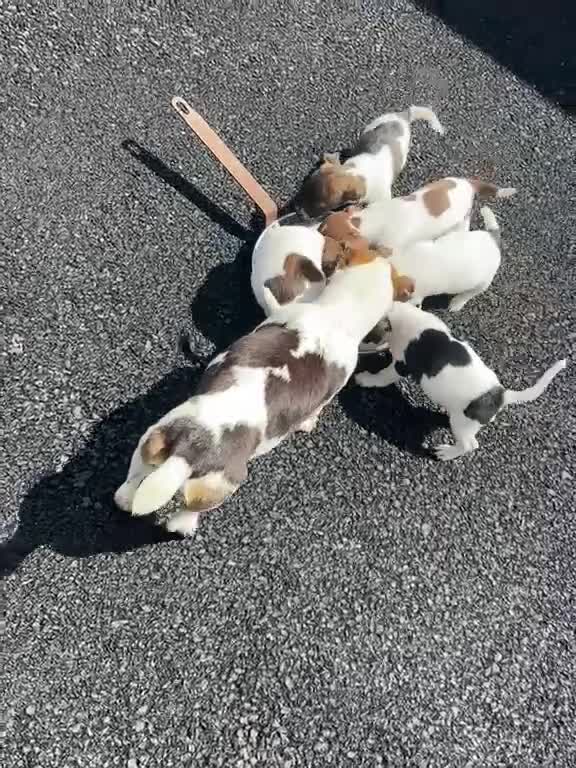 Jack Russell dogs for sale: Jack Russell puppies  in Oxford - Video 1