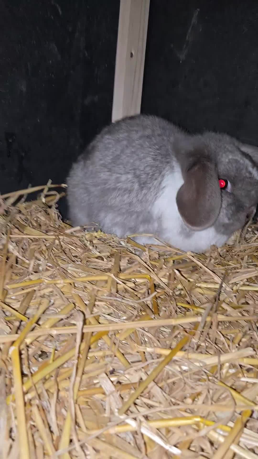 Mini Lop rabbits for sale: 2 mini lop rabbits - Video 2