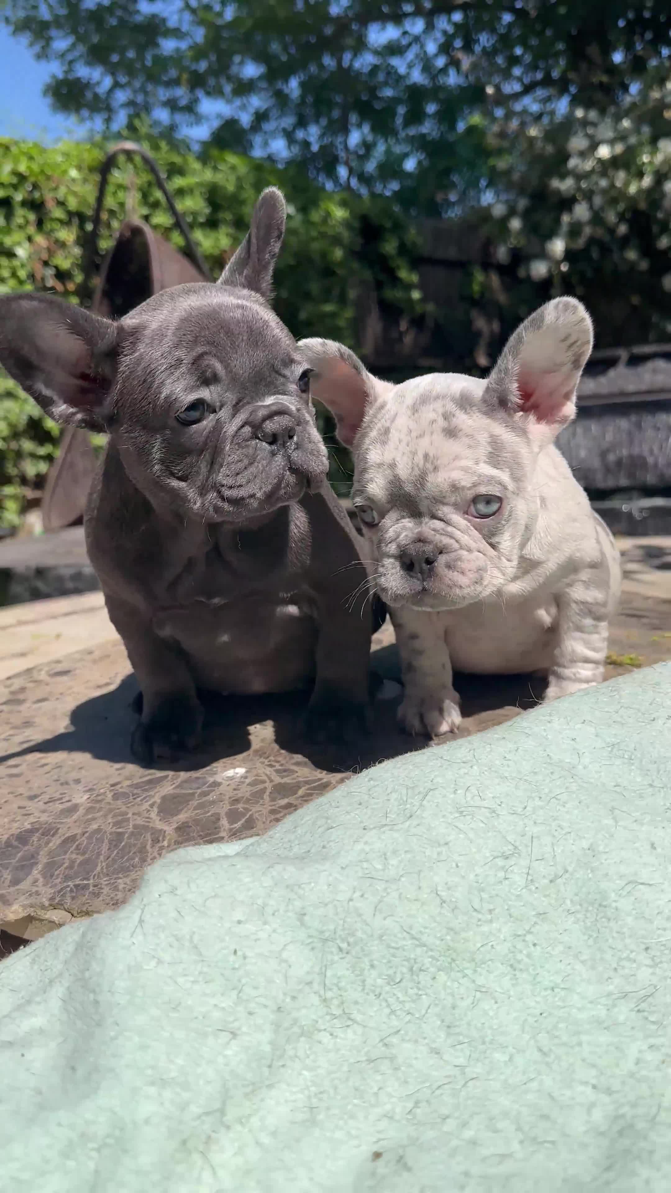 French Bulldog dogs for sale: HIGHEST QUALITY AVAILABLE  in Bexley - Video 2