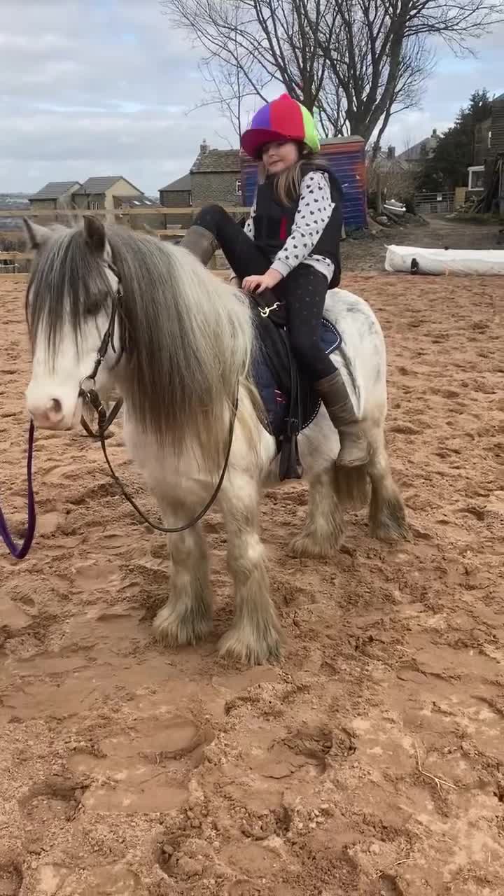 Irish Cob horses for sale: 12.3 Cob Pony - Video 3