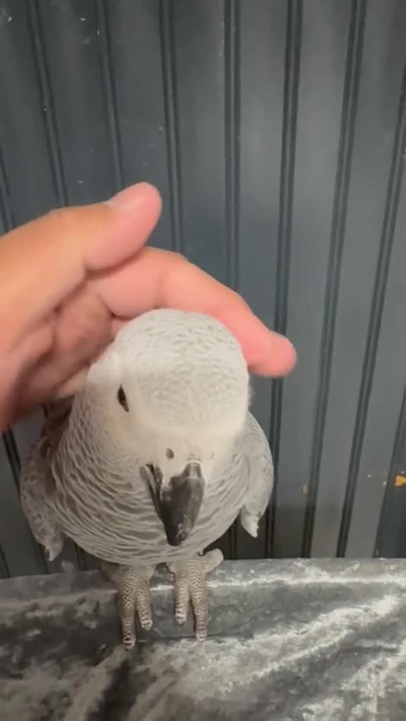 Parrots birds for sale: Hand Reared African Grey 4 months with cage - Video 1