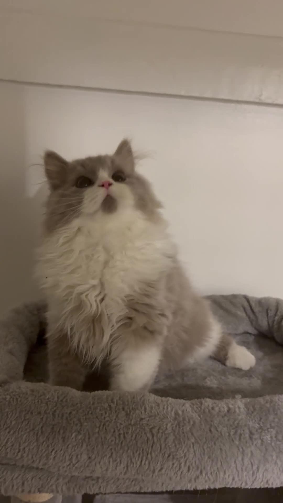British Shorthair cats for sale: Ready now  GCCF BLH bi boy  - Video 1