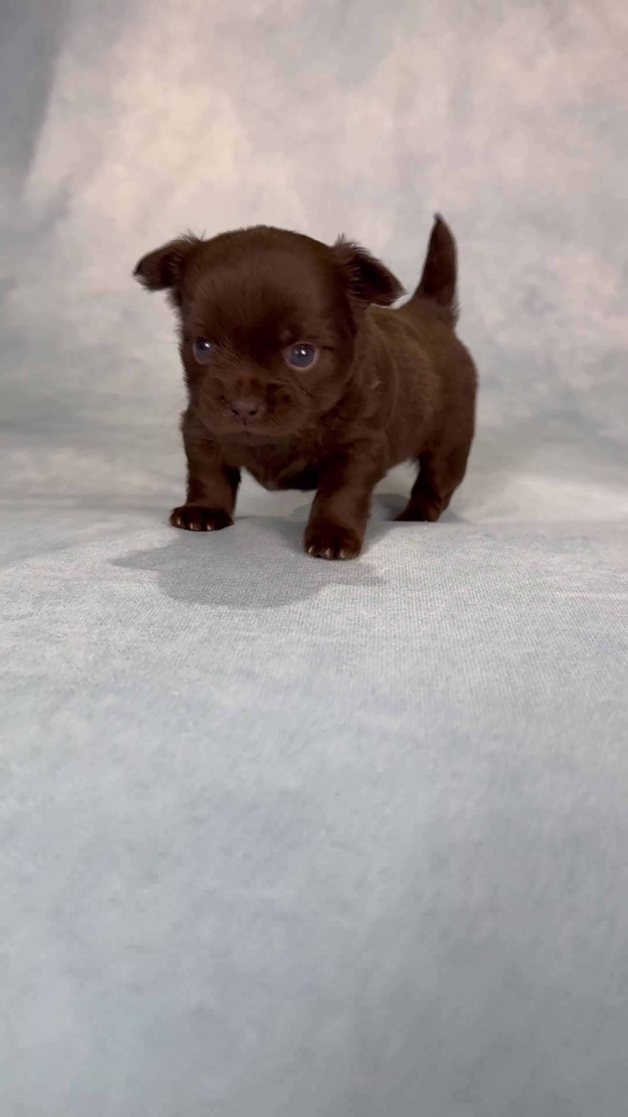 Chihuahua dogs for sale: Chihuahua puppies available on  ** s  - Video 1