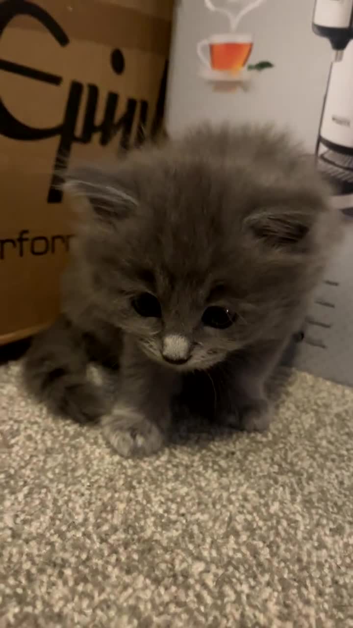 Mixed Breed cats for sale: Maincoon/ tabby/ ragdoll in Fort William - Video 2