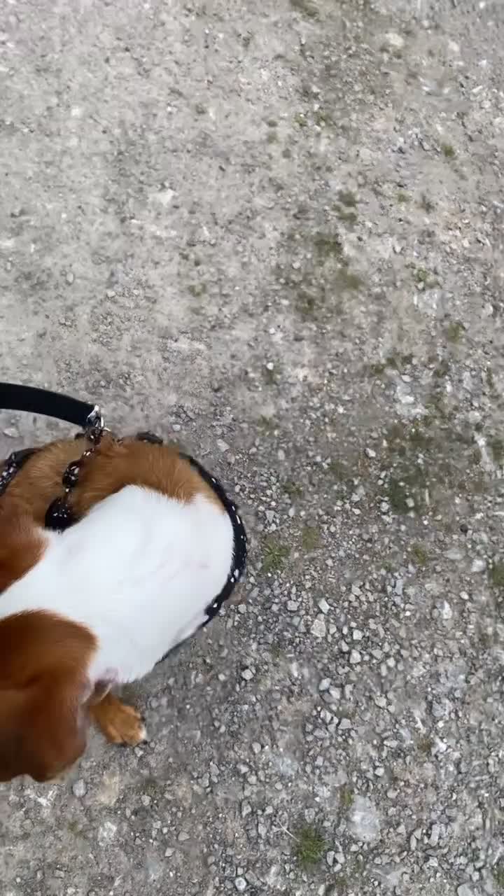 Mixed Breed dogs for sale: 2 lurchers - Video 1