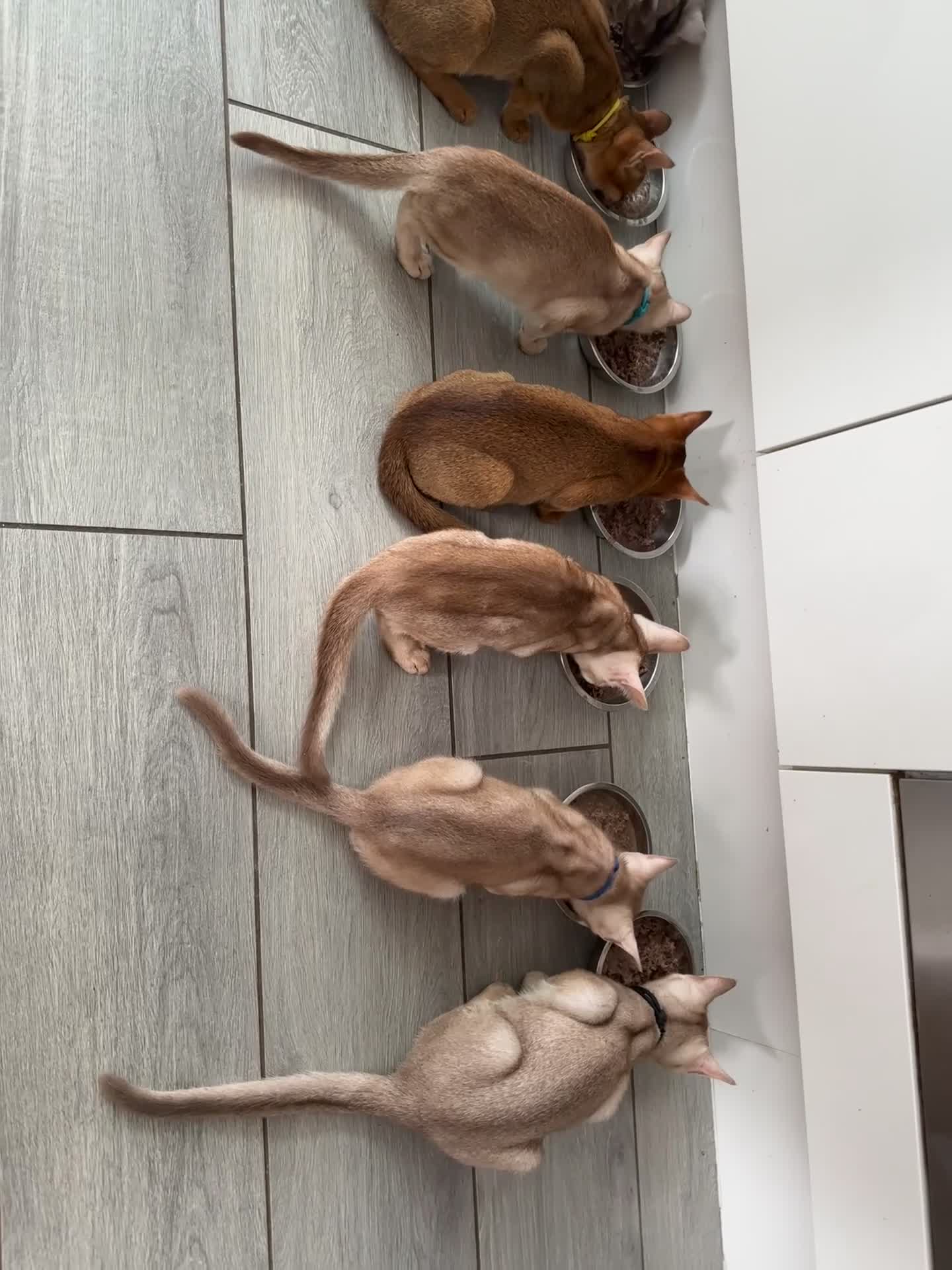 Abyssinian cats for sale: Ready to go TODAY! Delivery ✅ Neutered ✅ - Video 4