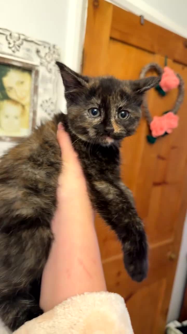 Mixed Breed cats for sale: 3 half Russian blue and mixed breed tabby - Video 3