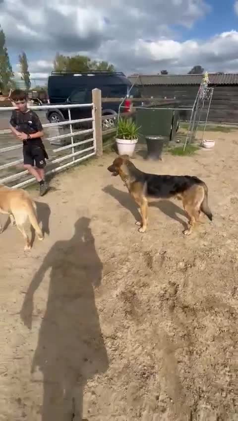 German Shepherd dogs for adoption: Sweet Sammy is ready for his forever home - Video 3