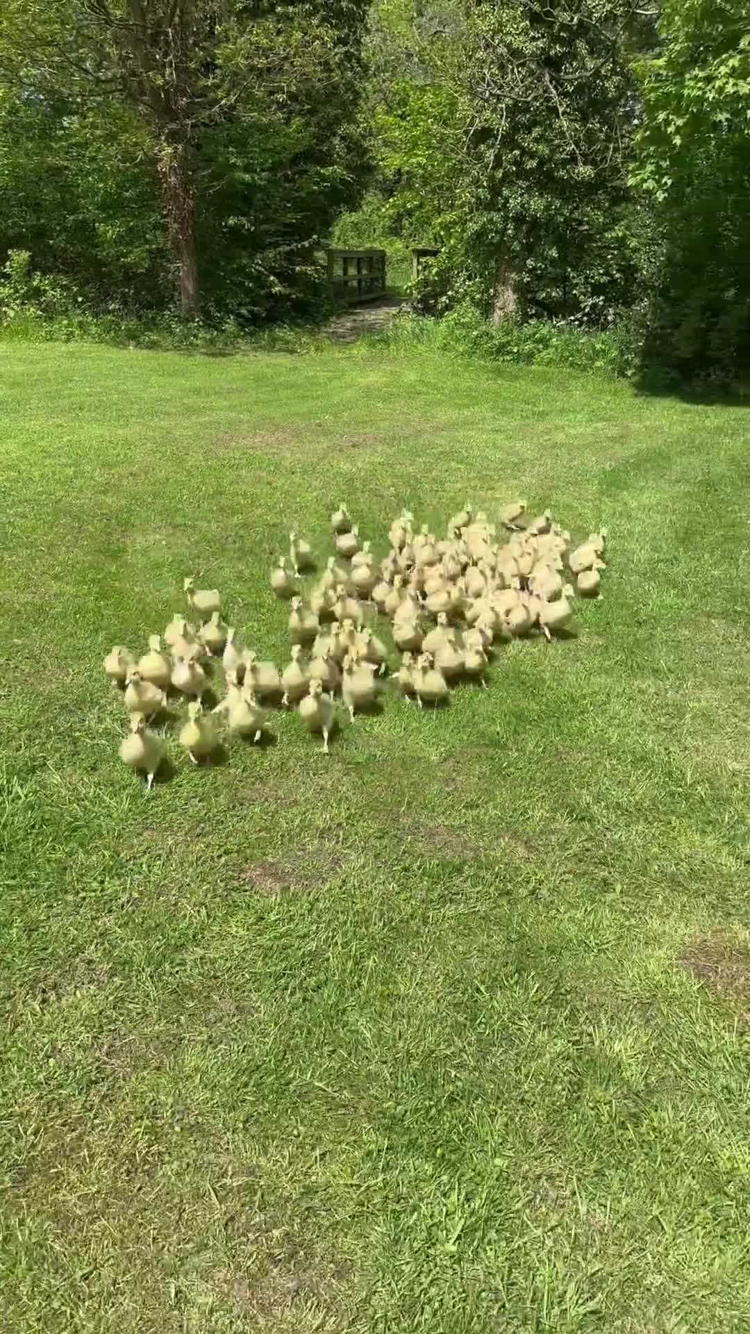 Geese poultry for sale: Goslings available soon  - Video 1