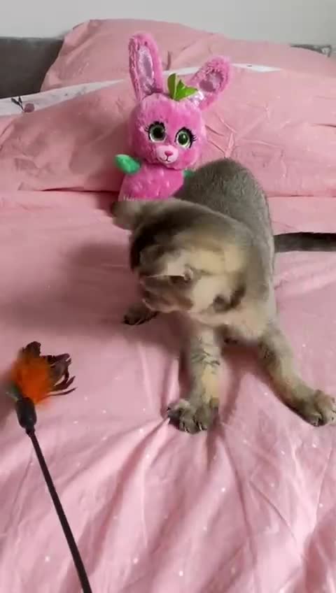 Scottish Fold cats for sale: Pedigree Kitten girl looking for a family  - Video 1
