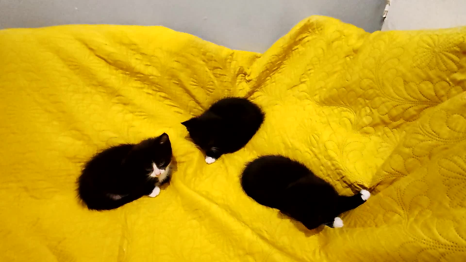 Mixed Breed cats for sale: Beautiful kittens VIDEOS - Video 1