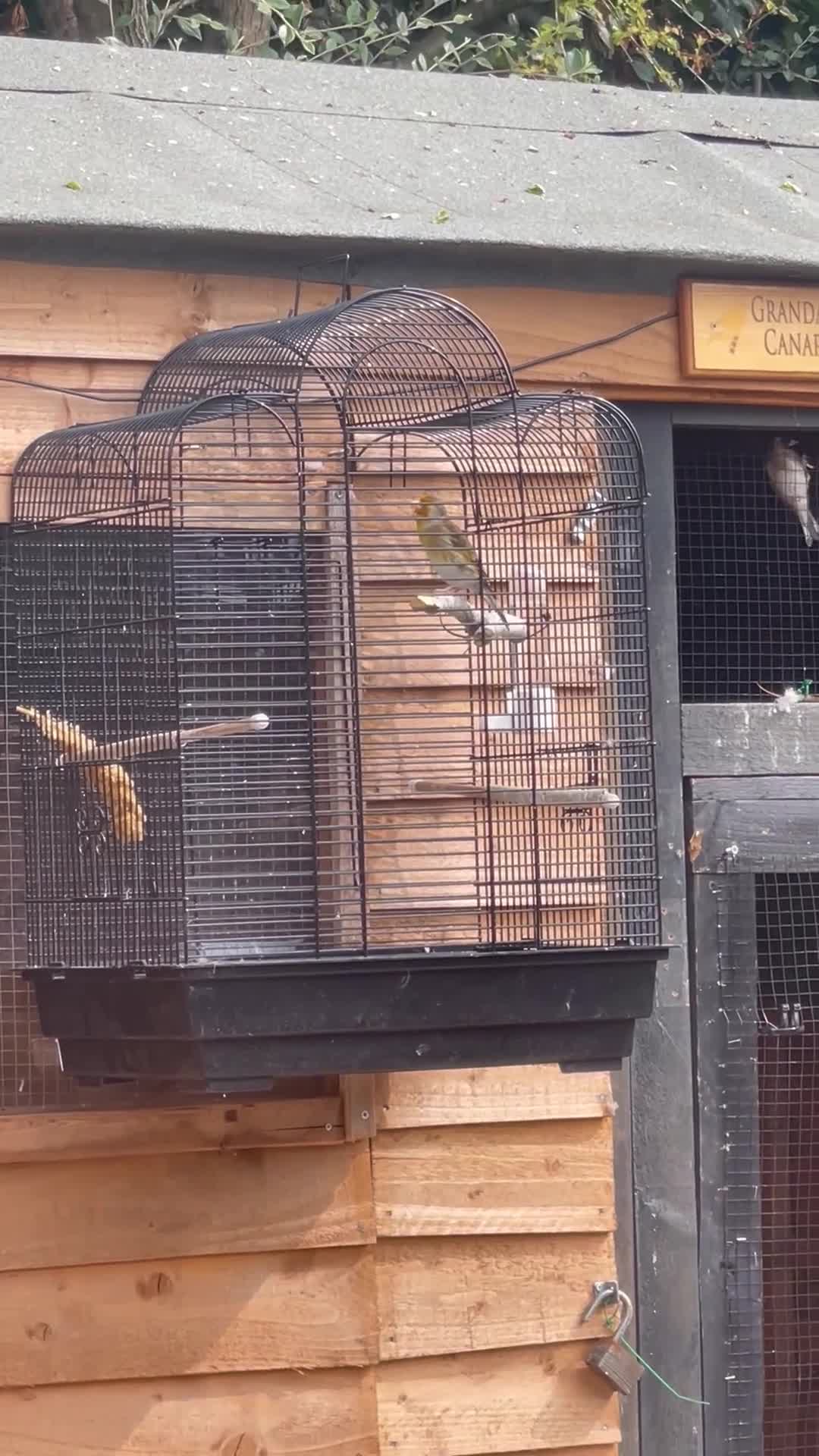 Finches birds for sale: Pair siskin - Video 2
