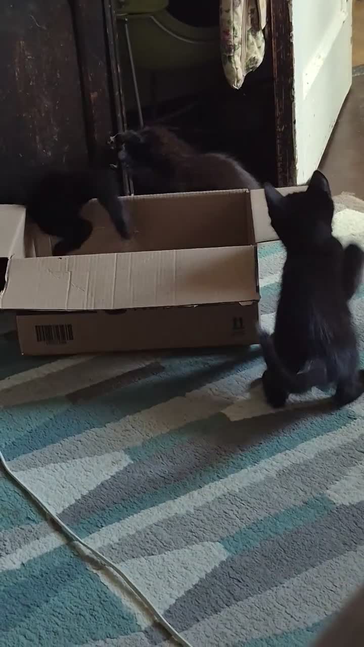 Mixed Breed cats for sale: Kittens for sale - Video 1