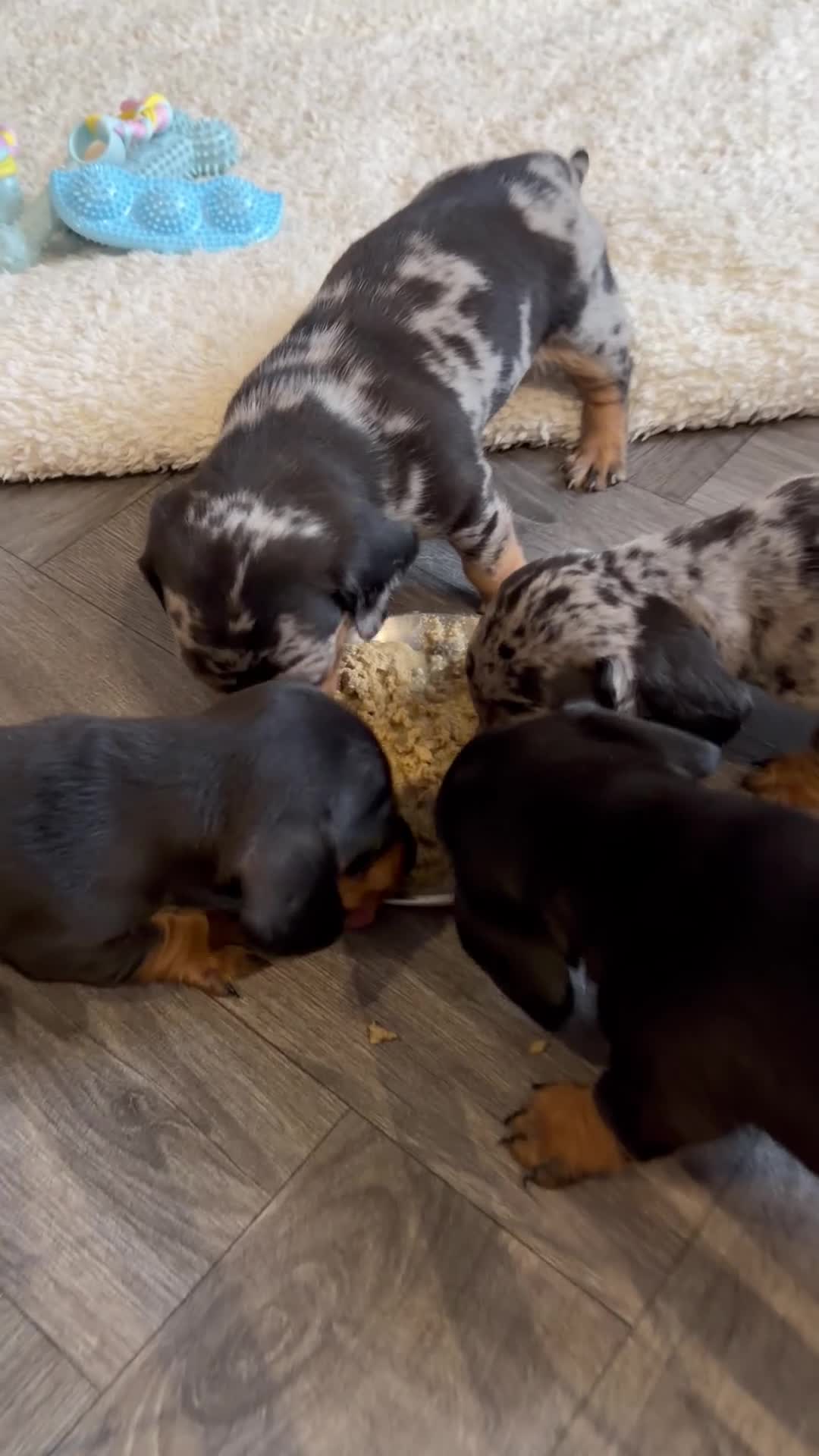 Miniature Dachshund dogs for sale: Miniature Dachshund  - Video 1