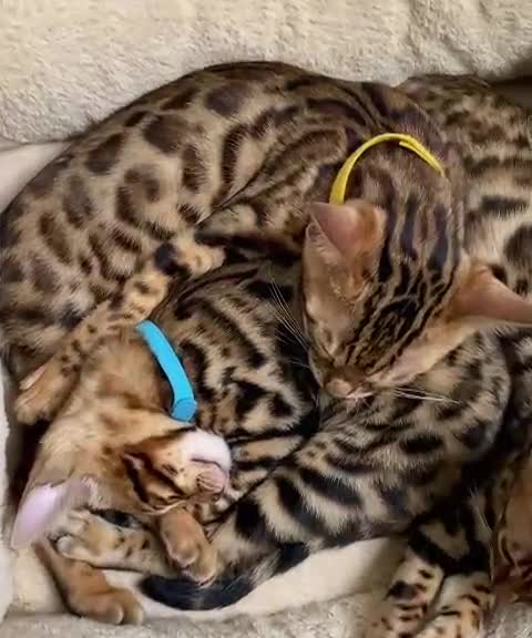 Bengal cats for sale: Top quality bengals kittens available now in Watford - Video 1