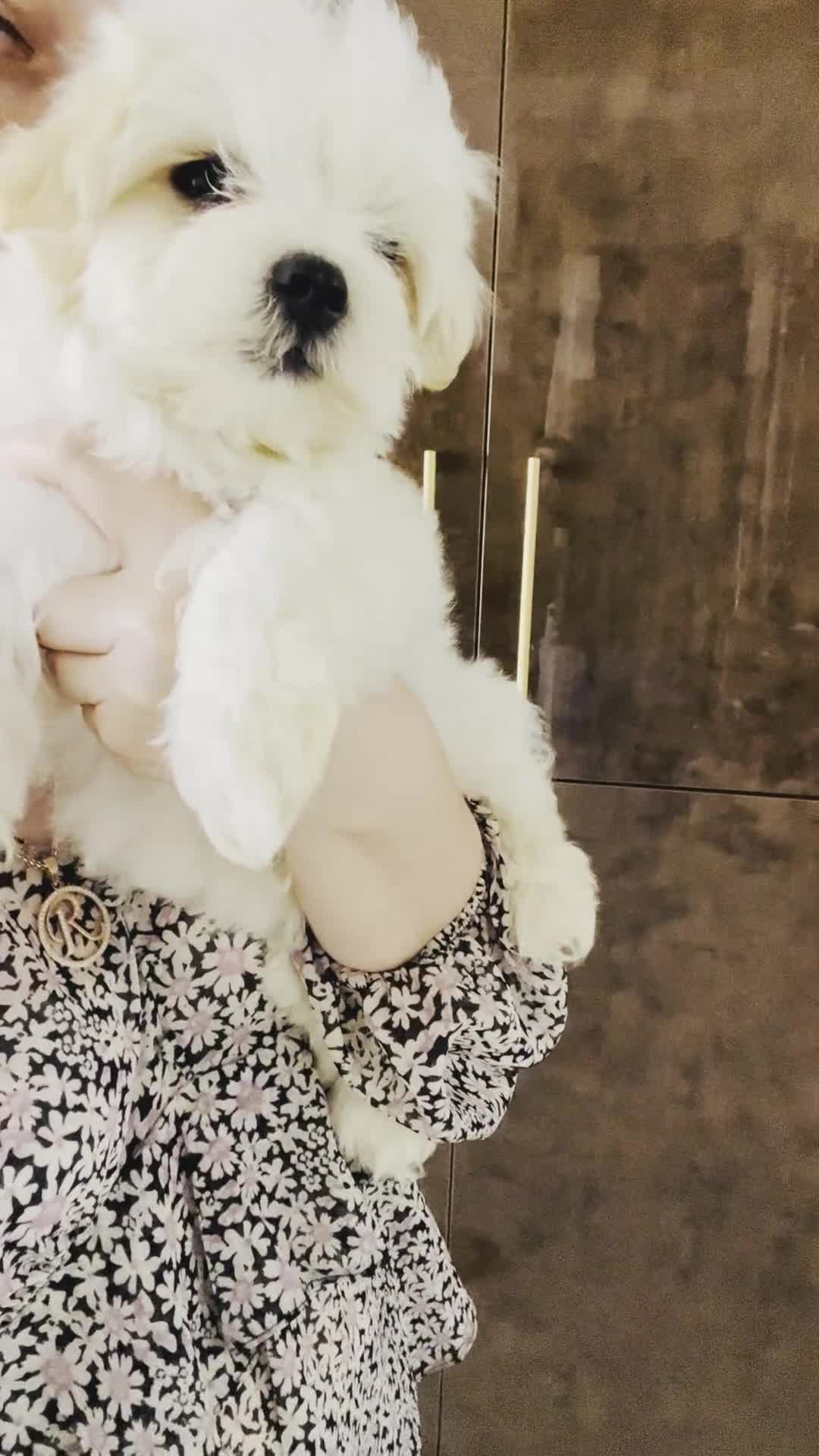 Maltese dogs for sale: Maltese-small size/hypoallergenic 3 boys-left! - Video 4