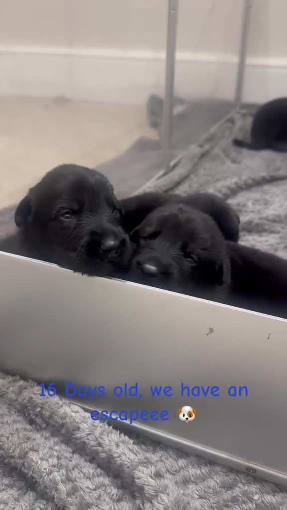 German Shepherd dogs for sale: Exceptional German Shepherd Puppies  - Video 2