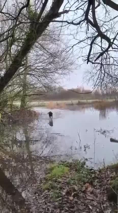 Labrador Retriever dogs for stud: KC Black Labrador Retriever for stud - Video 1