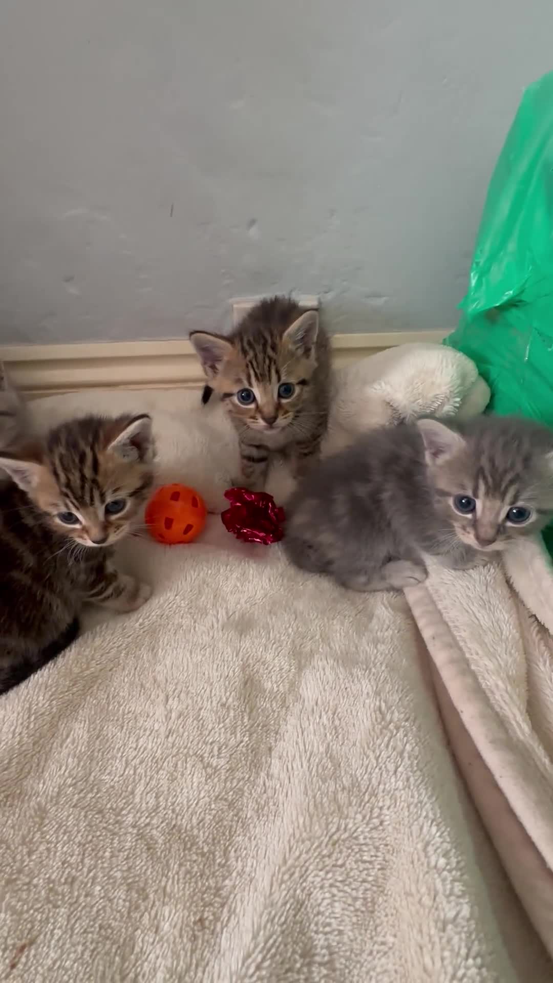 Mixed Breed cats for sale: Adorable kitties ready to go.  - Video 1