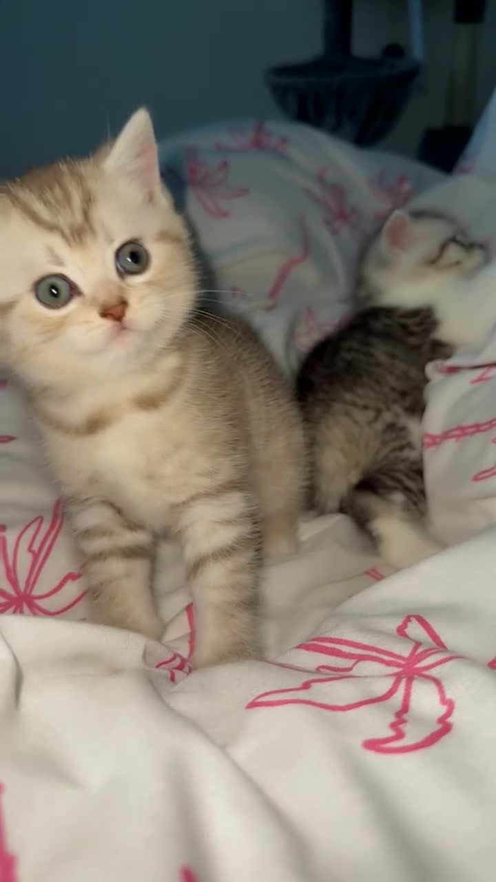 British Shorthair cats for sale: Pure breed kittens  in Sutton - Video 1
