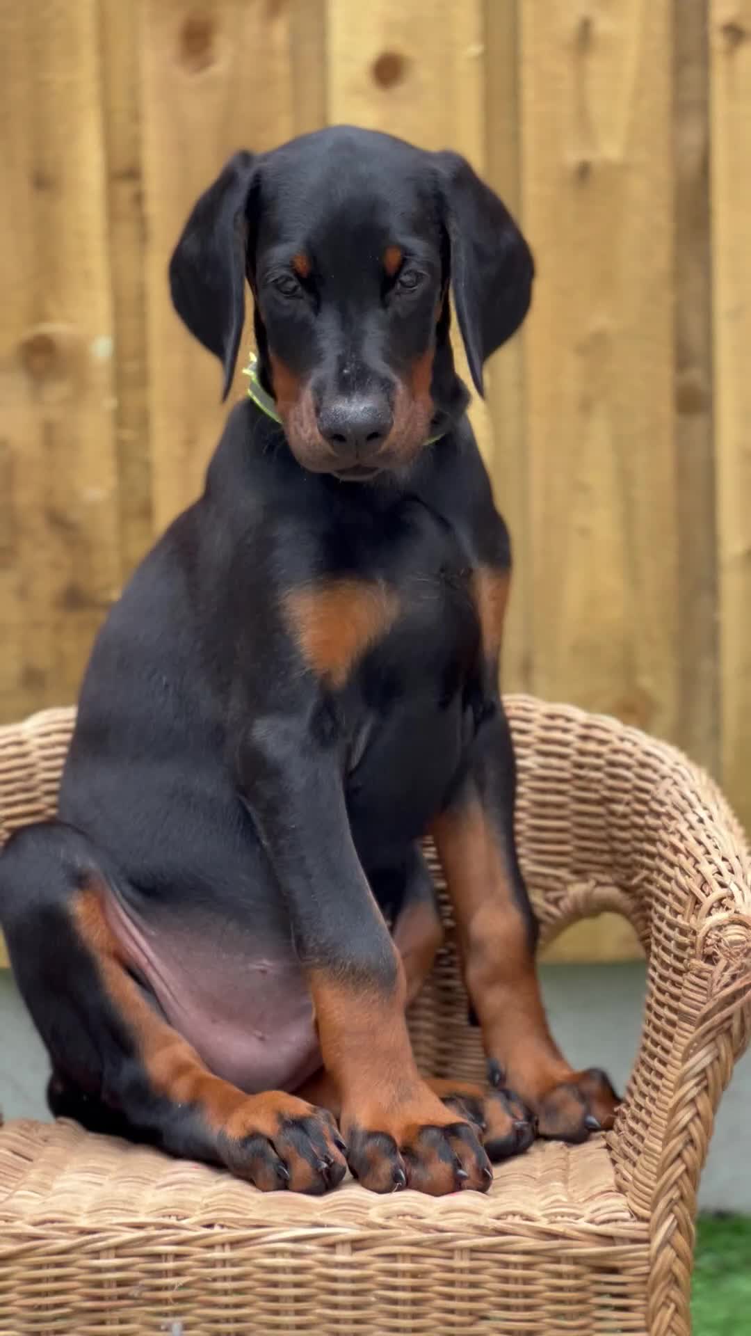 Dobermann dogs for sale: Exceptional Confident European Doberman puppies - Video 3
