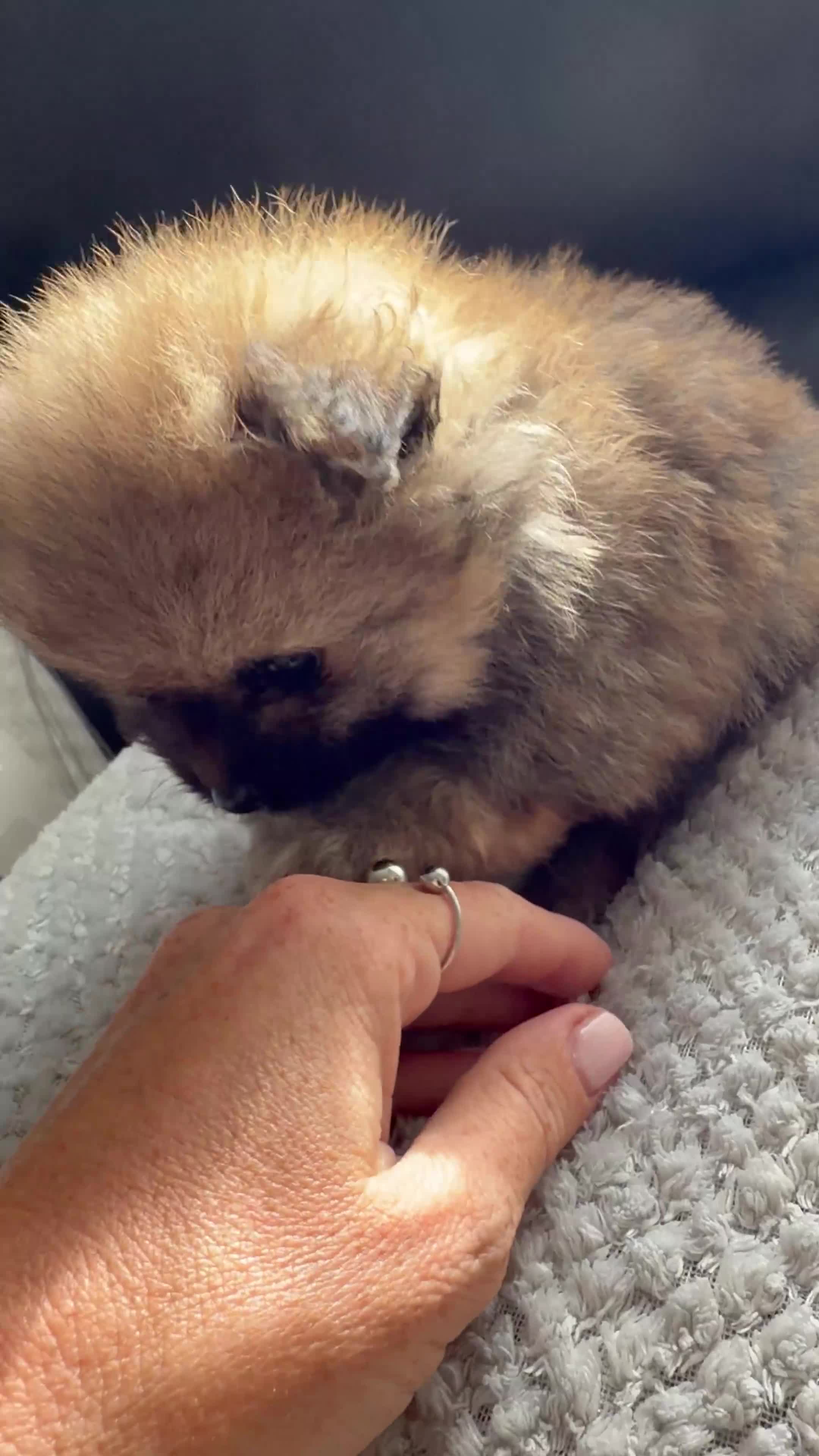 Pomeranian dogs for sale: 2 amazing males available - Video 3