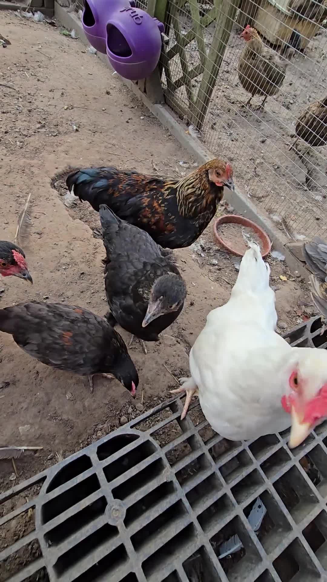 Chickens poultry for sale: 9 Small Bantam Hen's For Sale - Video 2