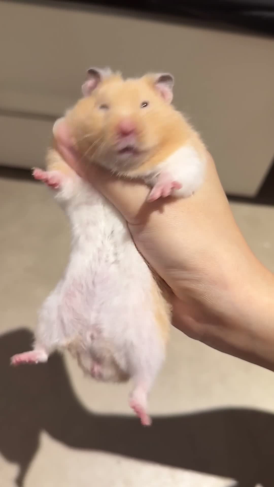Hamster rodents for sale: Looking for a loving home for 4 healthy hamsters  - Video 3