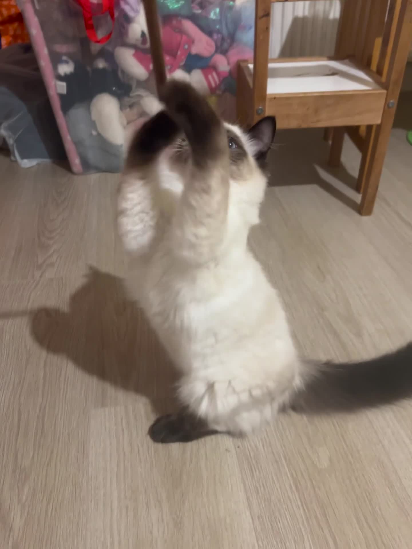 Ragdoll cats for sale: ONLY 2 MALE FULLBRED CHOCOLATE POINTS LEFT🐱🐾💖 in Manchester - Video 2