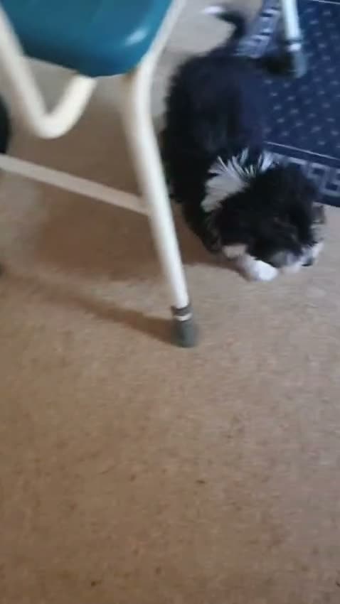 Mixed Breed dogs for sale: Malchi - Video 1