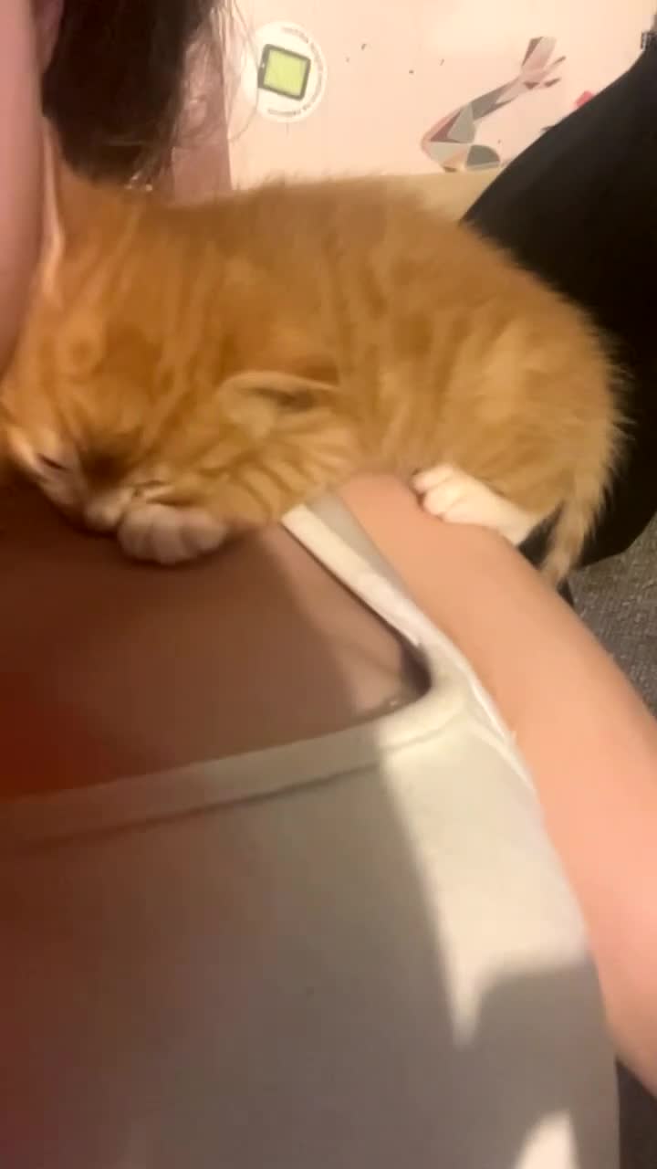 Mixed Breed cats for sale: Orange kitties 💕🍊 - Video 1